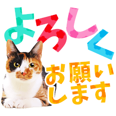 猫写真♪毎日使えるカラフルなBIG文字