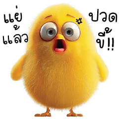 Chicky Chicken cute