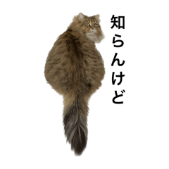 大阪のねこちゃん