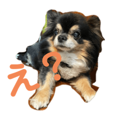 可愛いチワワビターちゃん