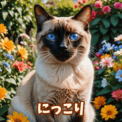 40種類のシャムネコの気分