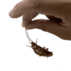 大きなゴキブリの体操 (アニメーションス)