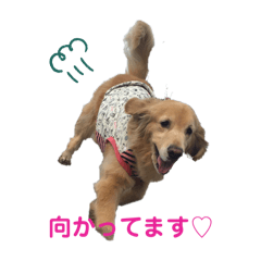 ゴールデンレトリバー　ソフィさん♬