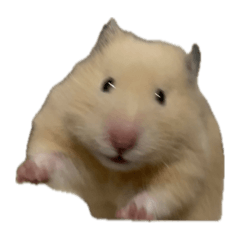 だいこんの日常生活4