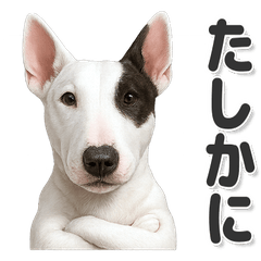 毎日使える！シンプルかわいいブル・テリア