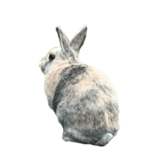 なもなきうさぎ