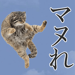 辛辣マヌルネコ　実写