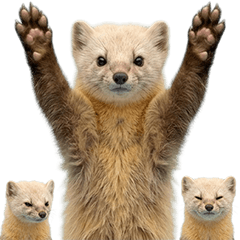 BIG! 冬毛のテン　実写