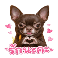 Cute Chihuahua Thai Ver.