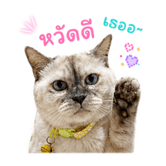 My cat_Puinun