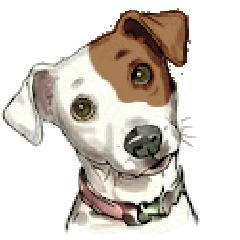Jack Russell - Summer