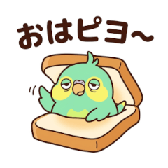 はさまりインコだピヨ