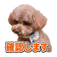 あず(トイプードル)
