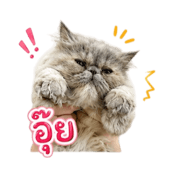 Joylucky_20260718162525