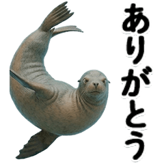 BIG! 【デカ文字】ずっと使えるアシカ