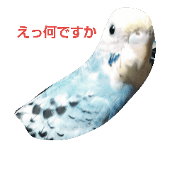 おもしろいかさ