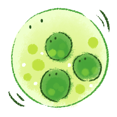 ボルボックスのポルポさん