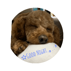 わんにゃん+きくちゃん