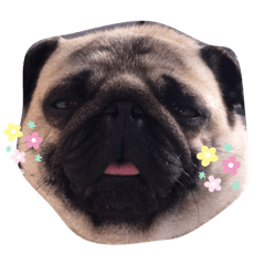 おいどんはパグでごわす！