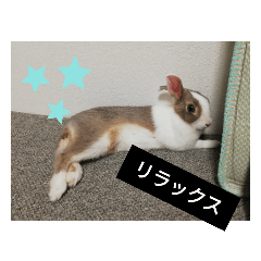 うさぎのきなこ          rabbit KINAKO