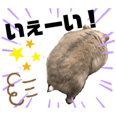 ハムスター りんごちゃん