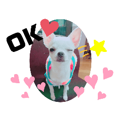 我が家のナナさん3