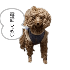 お豆とペット。