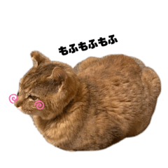 キジトラ のふうちゃんです