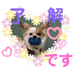 チワワのパル君