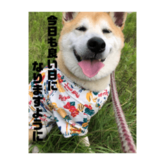 エースとの日常