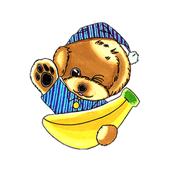 抱きしめたくなる！トイ・プードル翔ちゃん