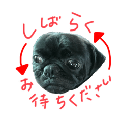 ボクはマメちゃん。