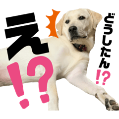 ラブラドールのもこさん4