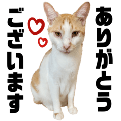 笑にゃんこ王国 05