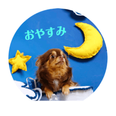 チワワ の日常♬