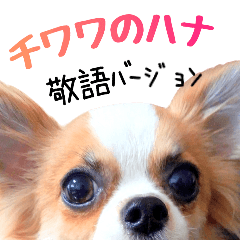 チワワのハナ 敬語