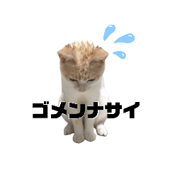 雪見ちゃん①@ワビサビちゃんねる