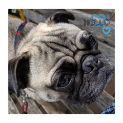 ラッキーのまいにち