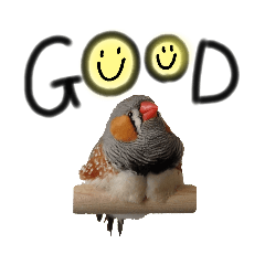 キンカチョウ日和002