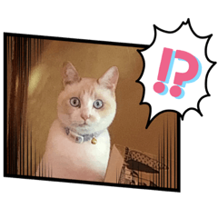 ニコルとシロと時々ミミ