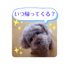 トイプーホルンの日常