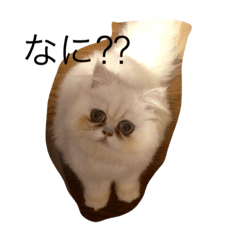 honey,vanilla,rum,ranmaru