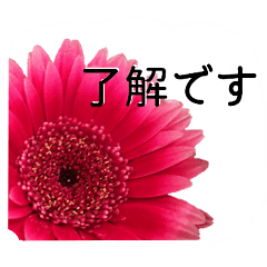 暮らしに花を♪ ガーベラ(敬語)