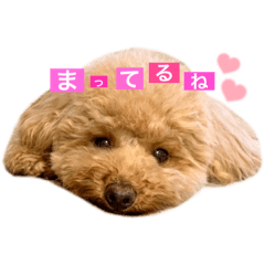 トイプードルのモナちん♡