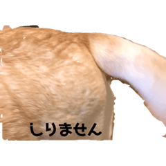 ラブラドールのラブ(仮)7弾！！