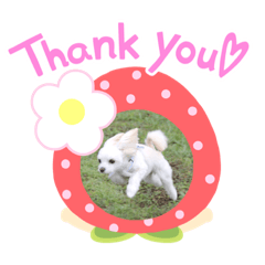 いちご&れお&ここあ&どみ