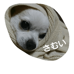 小次郎な日々 6