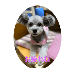 モカりんの日々