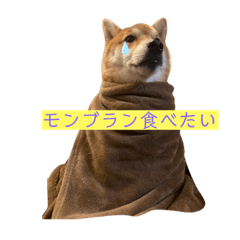 わんこのしいたけ