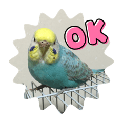 セキセイインコ☆ゆかいなインコたち